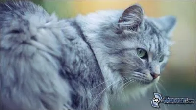 Quel objet unissait il de Geai et Pierre, le vieux chat aveugle ?