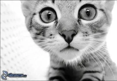 Qui a repéré le phénomène de la question précédente et a averti le clan ?