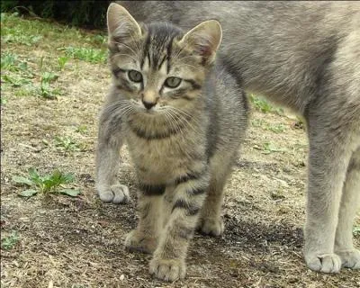 Qui a été attaqué (attaquée) par un chien ?