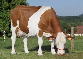 Quiz Vaches