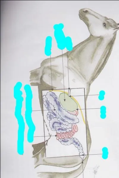 Coche l'intrus qui n'est pas dans la partie inférieure de l'appareil digestif du cheval.