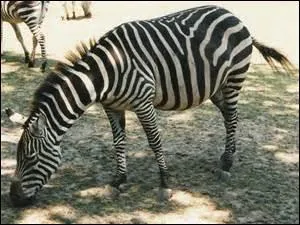 Combien d'espèces de zèbres existe-t-il ?