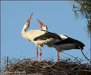 Avec son bec, la cigogne émet un son caractéristique, lequel ?