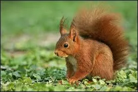 Les écureuils ont une magnifique queue en panache qu'ils utilisent pour :