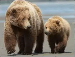 Pendant combien de temps les ours hibernent-ils ?