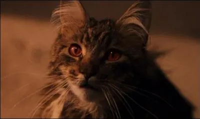 Comment s'appelle cette chatte ?