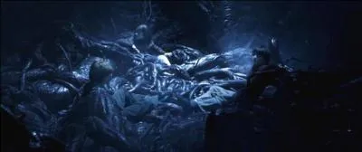 Comment s'appelle cette plante ?