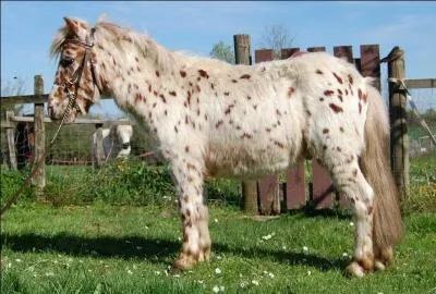 Comment s'appelle cette race ? (sur l'image à côté)