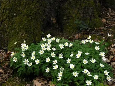 Jour 27. Au printemps, elle peut former dans les champs des tapis denses constellés de fleurs blanches.