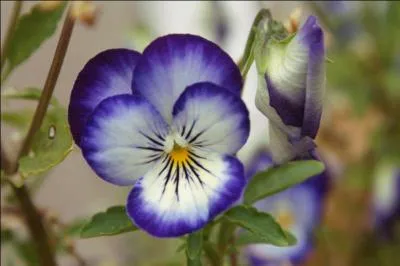 Jour 28. Selon la disposition des pétales, la fleur est une violette ou une...