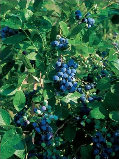 Jour 29. Petite baie de couleur bleu-violacé, elle est appelée "brimbelle" dans l'est de la France et en particulier dans les Vosges.