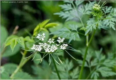 Jour 18. Petite ou grande, elle est extrêmement toxique.