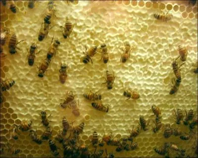 Jour 20. Structure abritant une colonie d'abeilles butineuses.