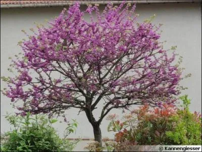 Jour 21. L'Arbre de Judée est recherché pour sa superbe floraison du mois d'avril.
