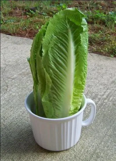 Jour 22. Chicon, laitue longue, laitue lombarde !