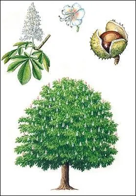 Jour 23. Commun, d'Inde ou blanc, il est parfois appelé châtaignier de mer ou châtaignier des chevaux. Son cousin d'Amérique est le pavier.