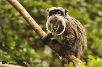 Admirez mes immenses moustaches blanches. Je passe mon temps dans les arbres et fais des bonds prodigieux. Je me nourris d'insectes, de fruits, de nectar et de sève. Je suis...