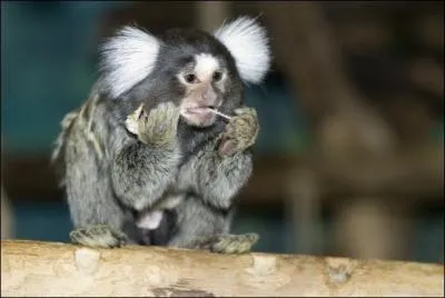 D'autres ouistitis vivent au zoo, avec moi. Regardez-moi bien et dites comment je m'appelle !
