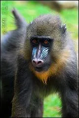 Malgré mon aspect impressionnant, je suis un singe plutôt pacifique. Vous voyez les couleurs de mon museau ? Je suis un mâle et, attention à celui qui attaque mon groupe ! Je deviens terrible, même face à un léopard. Je suis...