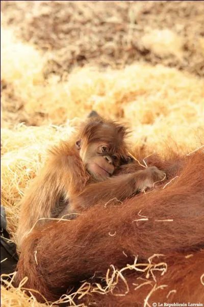 Mon nom signifie en malais "l'homme de la forêt". Je suis le deuxième plus grand singe. Arboricole, je me déplace beaucoup de branche en branche à l'aide de mes bras très longs et musclés. Qui suis-je ?