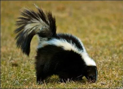 Petit carnivore à la magnifique fourrure noire et blanche, je me défends contre mes ennemis en les aspergeant d'un liquide malodorant. Je suis un sconse rayé, plus connu sous le nom de...