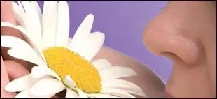 Près d'une personne sur 10 souffre d'anosmie.