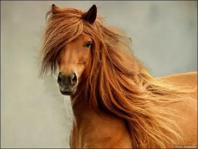 Quelle partie de la tête n'existe pas ?