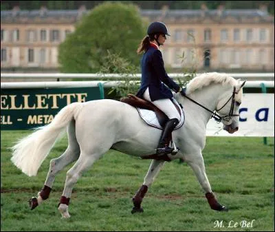 Quel cheval n'a pas existé ?