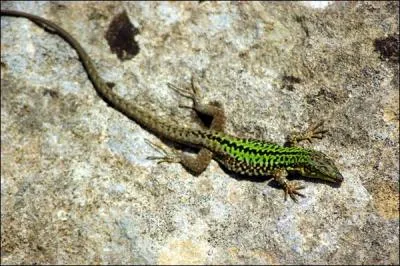 Quelle est la bonne expression ?