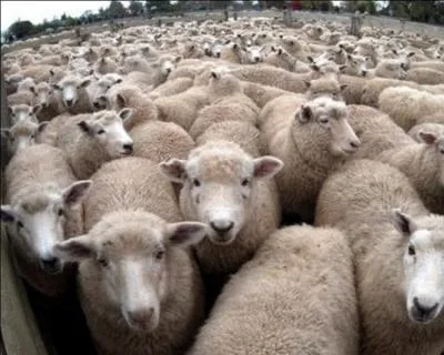 Quelle est la bonne expression ?