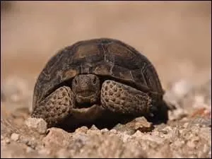 Sur ces îles vivent des animaux que l'on ne peut voir nulle par ailleurs dans le monde. Où est-ce ?