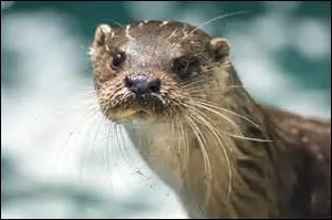La loutre est un...