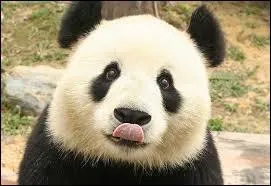 Dans quel pays les pandas géants vivent-ils à l'état sauvage ?