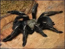 Toutes les araignées sont-elles venimeuses ?