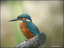 Pour quelle raison les martins-pêcheurs sont-ils connus ?