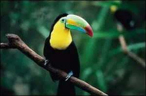 L'oiseau que tu vois sur cette photo vit à l'état sauvage en Amérique centrale et du Sud. Quel est-il ?