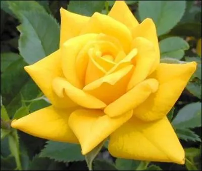 Quelle couleur est l'homonyme de la photo ?