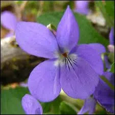 Quelle couleur représente l'homonyme de cette image ?