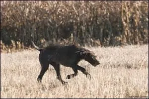 Bon chien chasse de race, n'est-ce pas ?