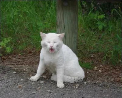 Comment s'exprimait-il ?