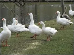 Que fabrique-t-on à partir du foie de l'oie ?