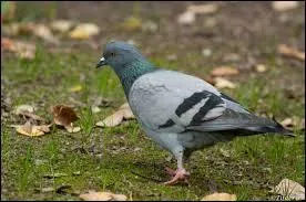 Pourquoi élève-t-on le pigeon biset ?