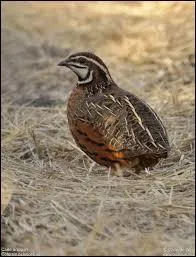 Combien existe-t-il d'espèces de cailles ?