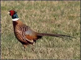 La femelle du faisan est la....