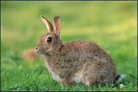 On élève le lapin pour sa viande et....