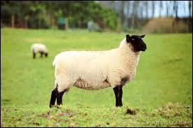 Les moutons sont surtout élevés pour leur ________ et le ___________ que l'on fabrique avec le lait des ________.