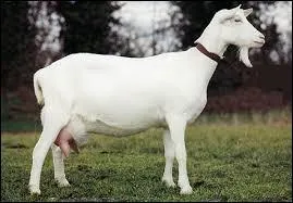 Comment se nomme le petit de la chèvre ?