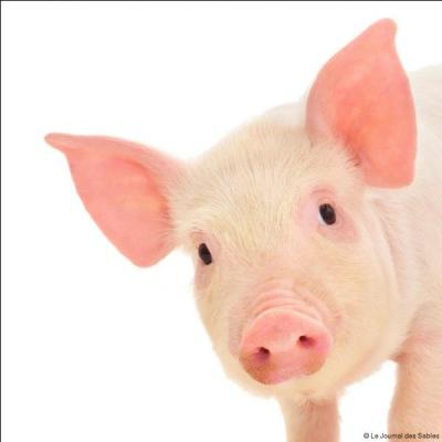 Le porc est l'interdit alimentaire de la religion....