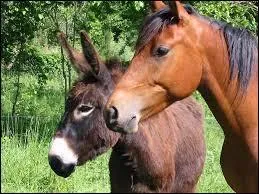 Le cheval, l'âne, le mulet et le bardot sont des.....