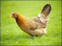 La poule est élevée pour sa viande, ses oeufs et pour....